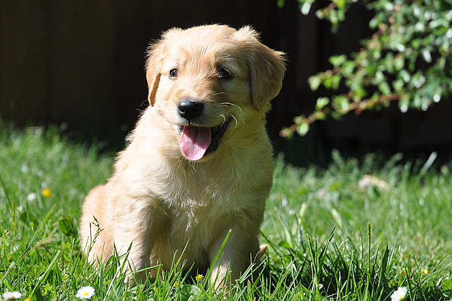 Windworker' Cumino Mio * 24.4.2011