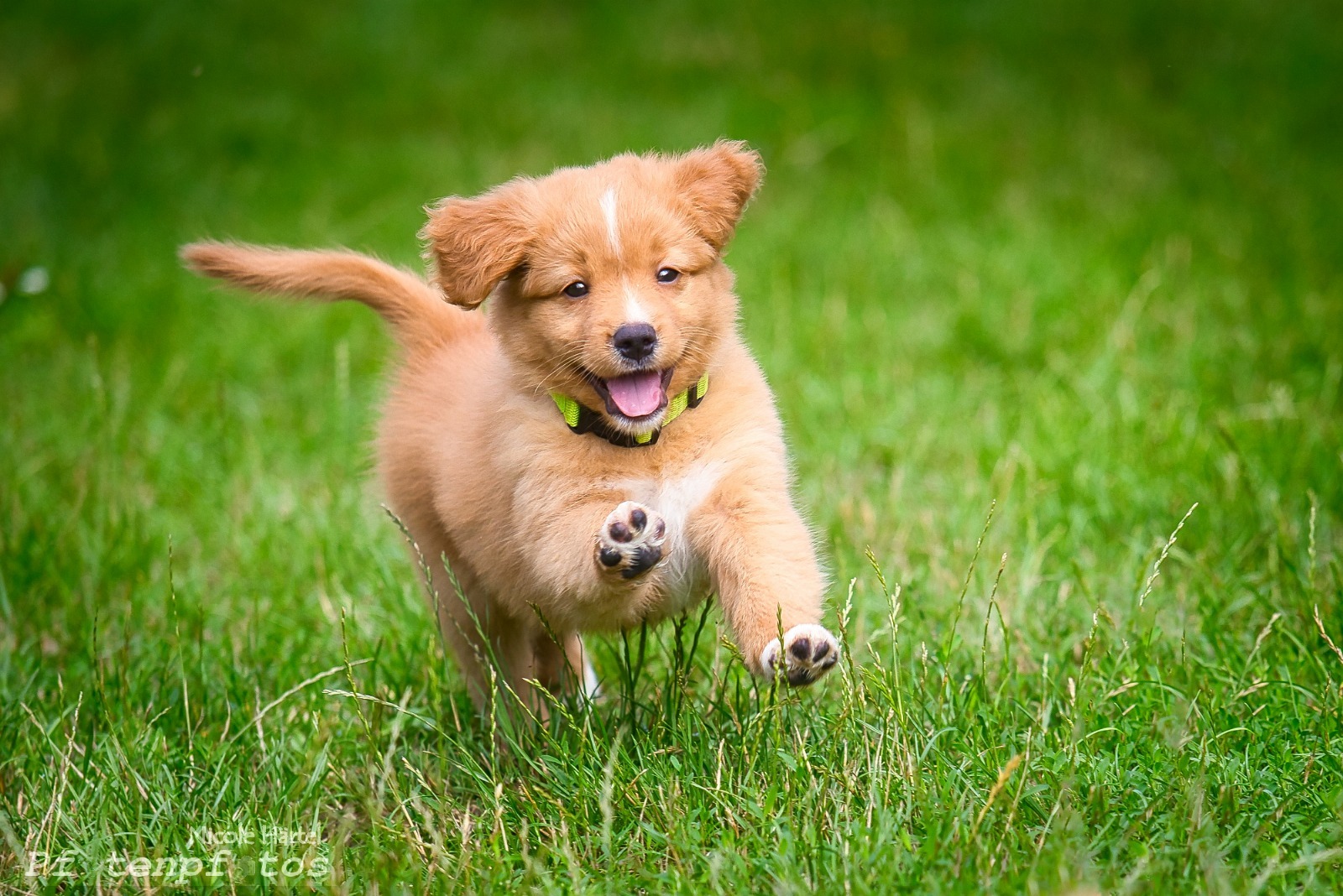 Buzz Tollstory Nikan * 5.6.2025